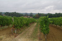 Les vignes vers Basquin