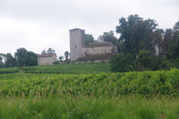 Les vignes  Lavignasse