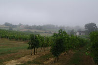 Les vignes gersoises vers Coulau