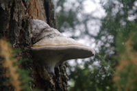 Joli mycelium fongique vers Coulau