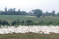 Pas de doute on est bien dans le Gers a Penabert, au loin, Labarthe