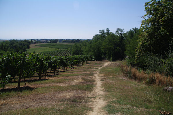 Les vignes vers Plevent