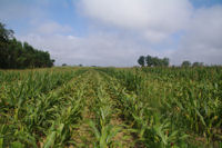 Le GR65 vers Lande des Bois