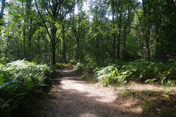 Le GR65 dans les bois  Rigade