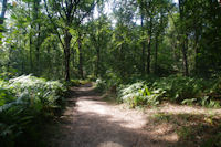 Le GR65 dans les bois  Rigade