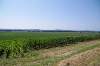 La plaine de l_Adour depuis Manet