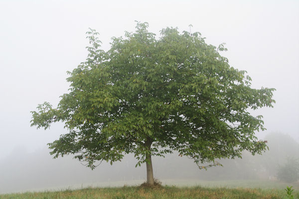 Un solitaire vers Claverie