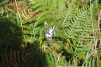 Un superbe machaon vers Fichous Riumayou