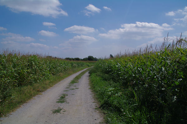 Le chemin vers Verges au bord du Gave de Pau