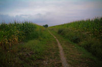 Le chemin vers Traguette