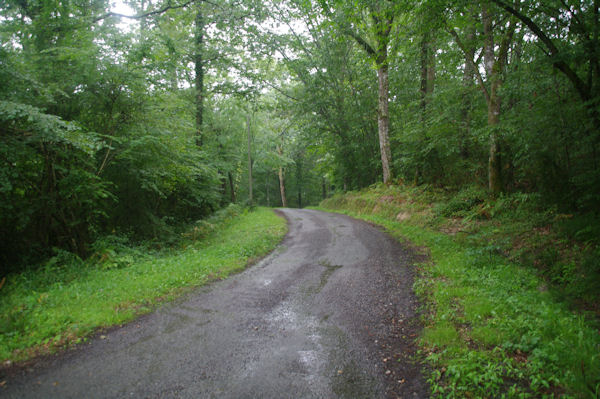 Dans le Bois de Navarrenx