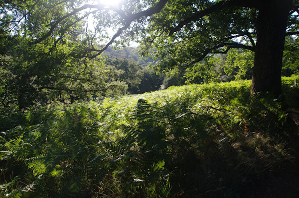 Le GR65 dans le Bois d_Ostabat