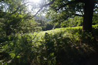 Le GR65 dans le Bois d'Ostabat