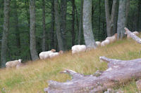 Des moutons dans la hetraie a Vurriaguera