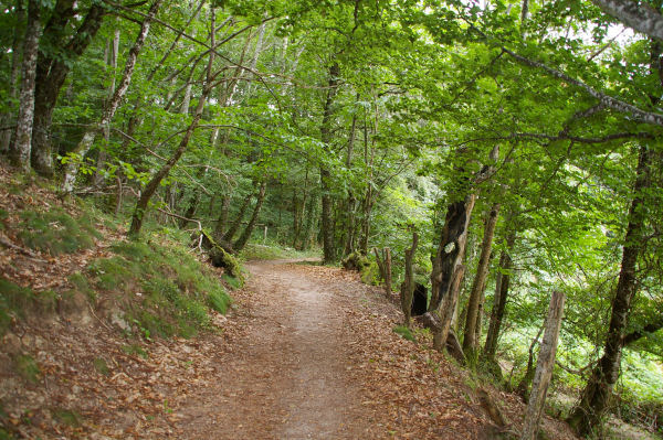 Dans la fort sur les flanc du Puech de Catusse