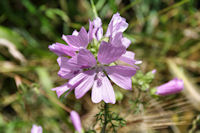 Jolies fleurs sur le GR65