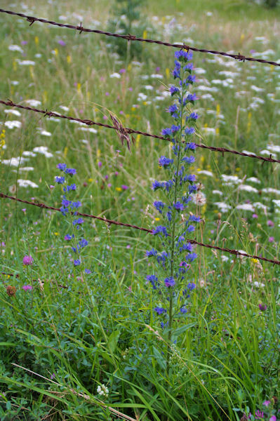 Jolies fleurs sur le GR65 vers La Boriatte