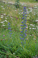 Jolies fleurs sur le GR65 vers La Boriatte