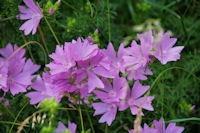 Jolies fleurs sur le GR65 vers La Boriatte