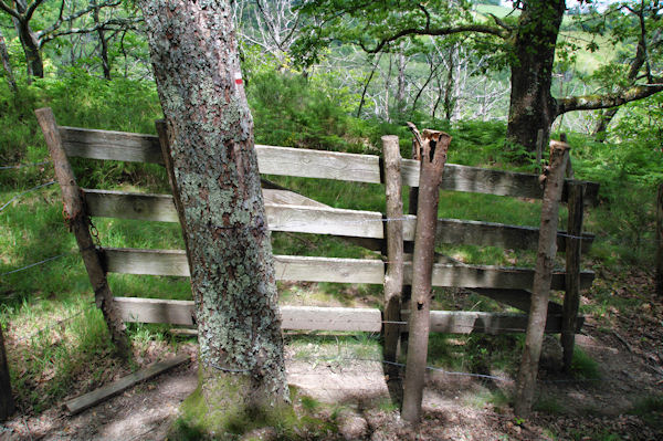 Barrire hors sac... dans la descente vers le ruisseau du Saltz