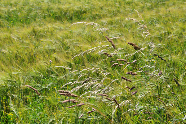 Herbes folles