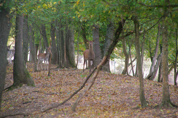 Des biches vers Fouard