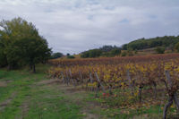 Les vignes  la sortie de Saurs