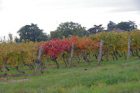 Les vignes vers Terme