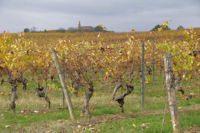 Les vignes vers Les Fortis, au fond, la chapelle de Montegut