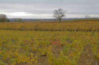 Les vignes vers l'Oustal Nau