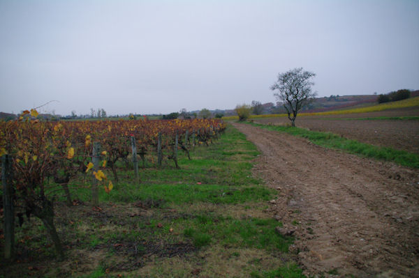 Les vignes vers Guillart