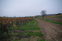 Les vignes vers Guillart