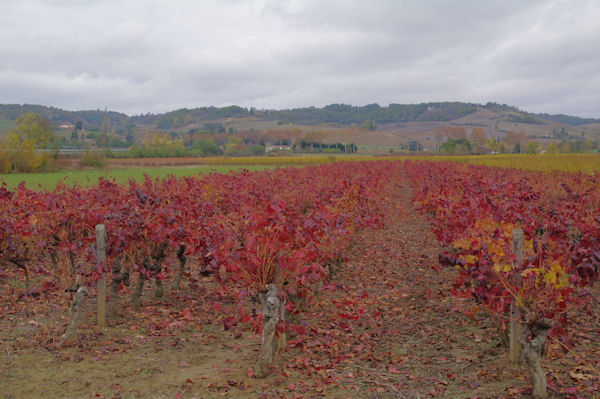 Les vignes du Gaillacois vers Le Pradel