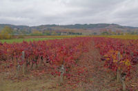 Les vignes du Gaillacois vers Le Pradel