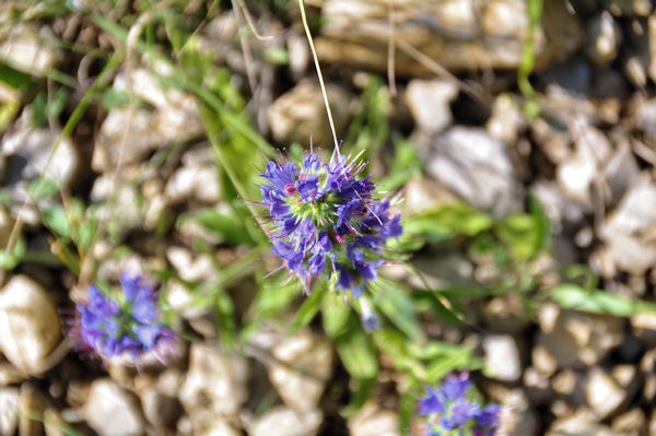 Belles fleurs