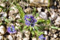 Belles fleurs