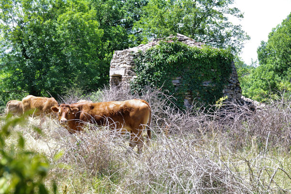 Une cazelle vers La Maison Neuve