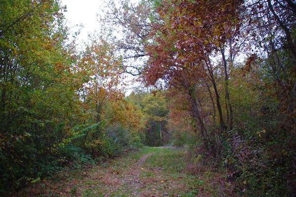 Dans le Bois de la Glaisette