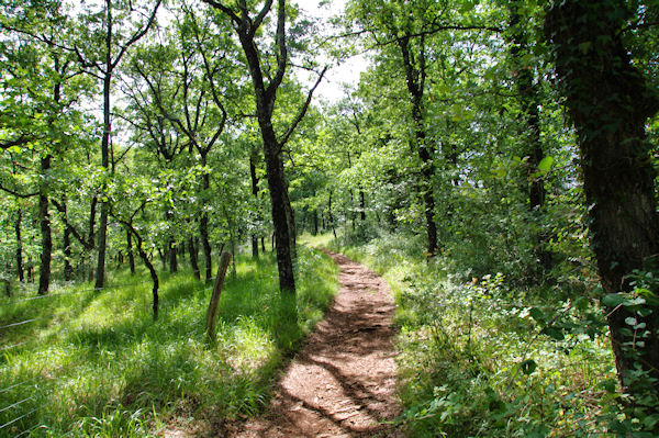 Le GR65B vers Le Bosc
