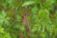 Une fleur mais laquelle?