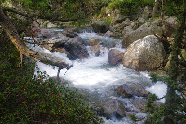 Le Grist fougueux