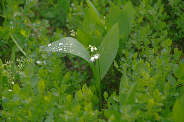 Du muguet  mi-juin