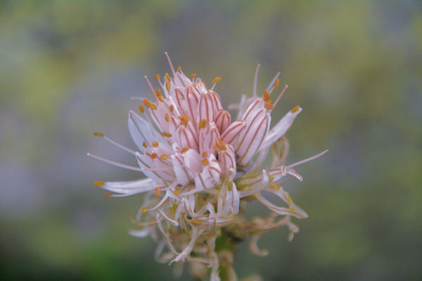 Une orchide