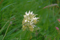 Une orchidee a la Pleta de Riberes