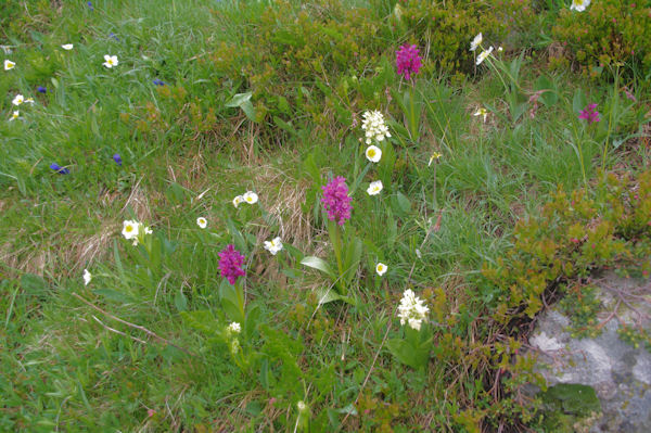 Parterre fleuri sous le refuge Angel Orus