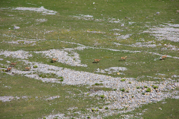 Une harde d'isards au fond du cirque de Soaso