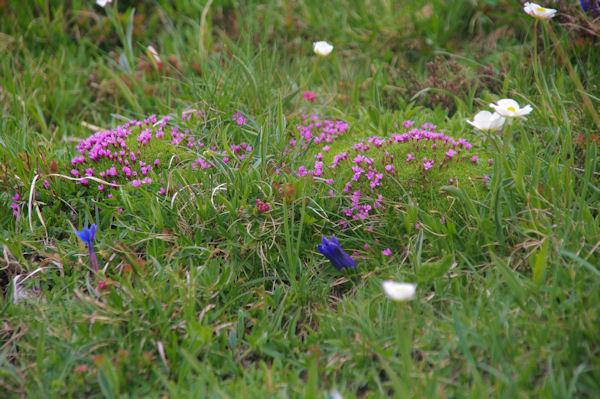 Prairie fleurie au dessu du refuge Angel Orus