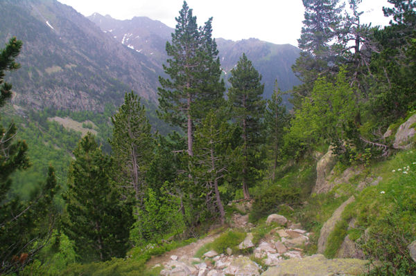 En entrant dans la Pinde de les Riberes