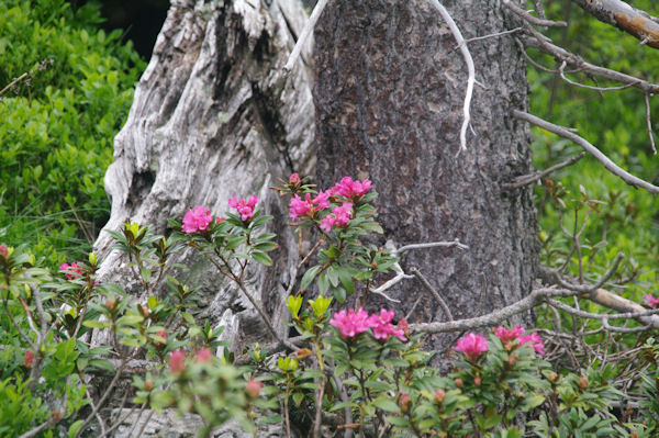 Des rhododendrons dans la Pinde de les Riberes