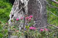 Des rhododendrons dans la Pinede de les Riberes